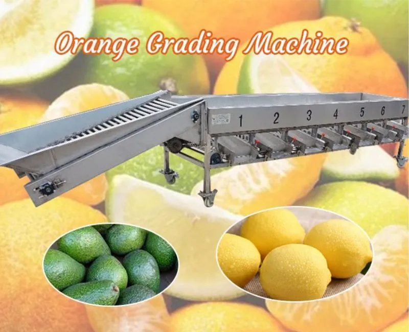 Máy phân loại cam | Máy phân loại trái cây